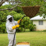 Bee Swarm removal in Barbados